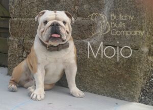 Butchy Bulls Company - Élevage de Bulldog anglais Basset hound Bretagne